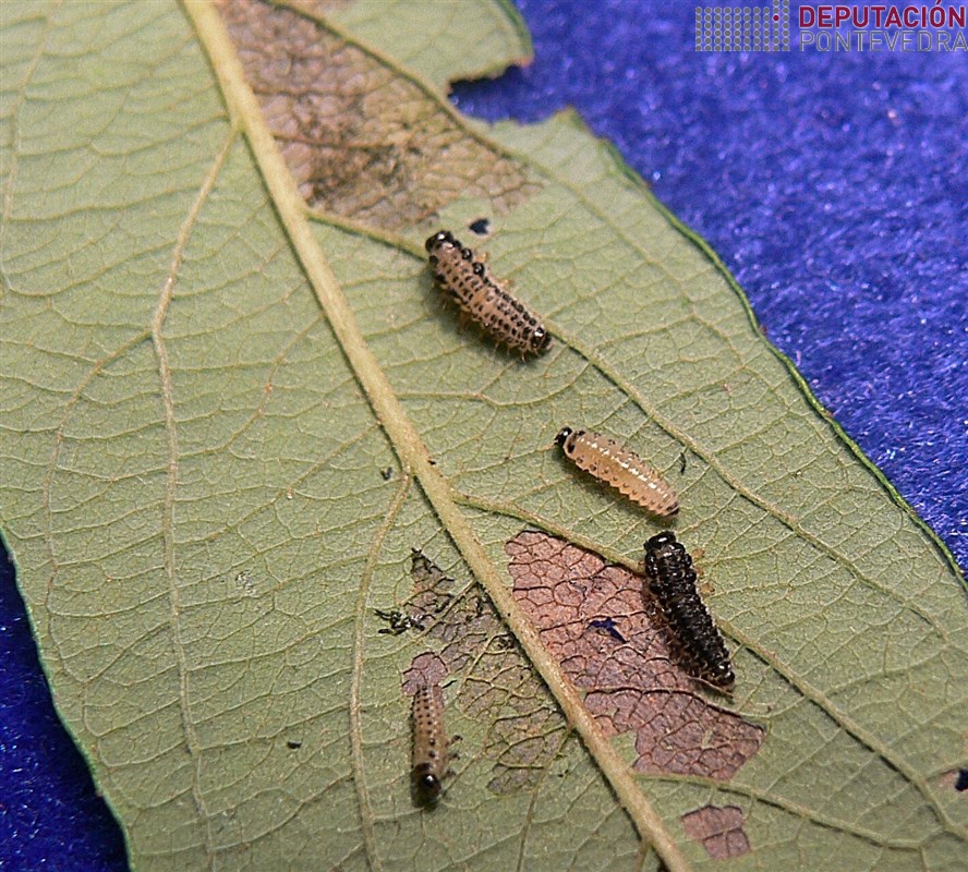 Larvas de crisomelido en hoja de Salix atrocinerea.jpg